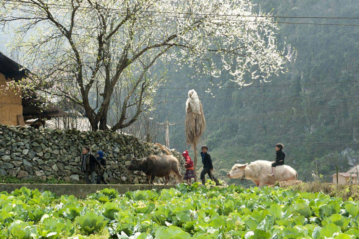 Ha Giang - Dong Van Geopark 3 days 2 nights