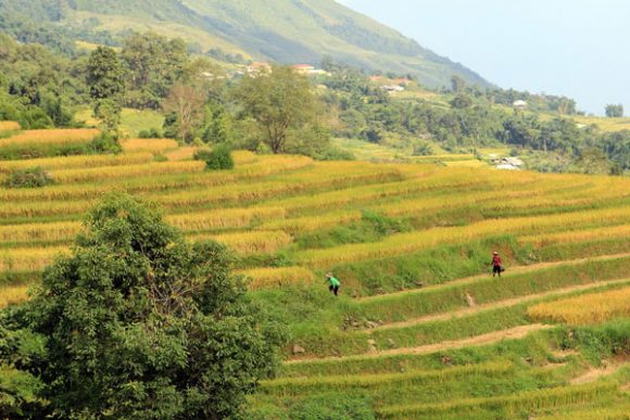 1-Day Trekking From Sapa: 18km Off The Beaten Track Hard Trek
