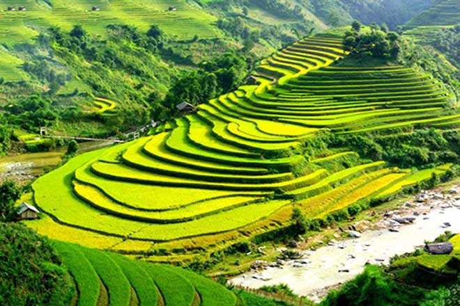 sapa rice field