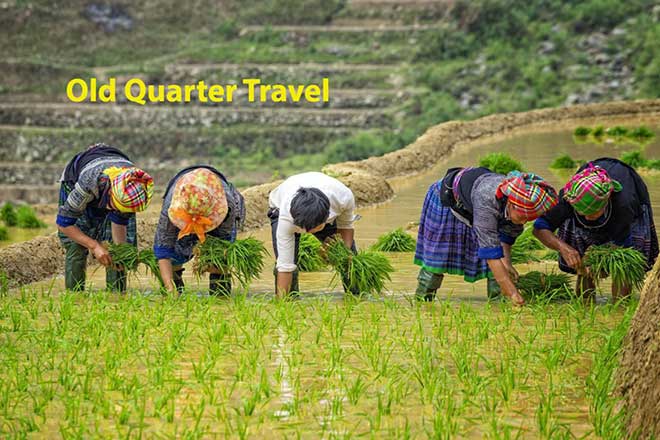 Mu Cang Chai Trekking Tour 3 Days 2 Nights