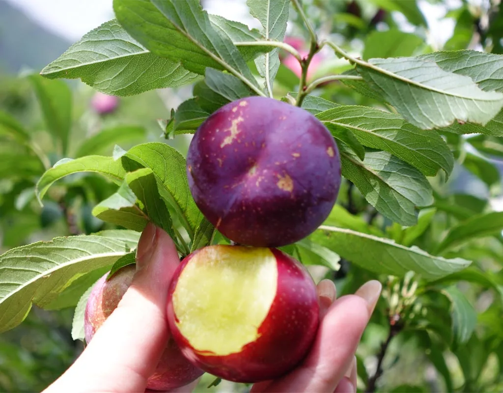 Fresh Sapa plums from Northwest Vietnam
