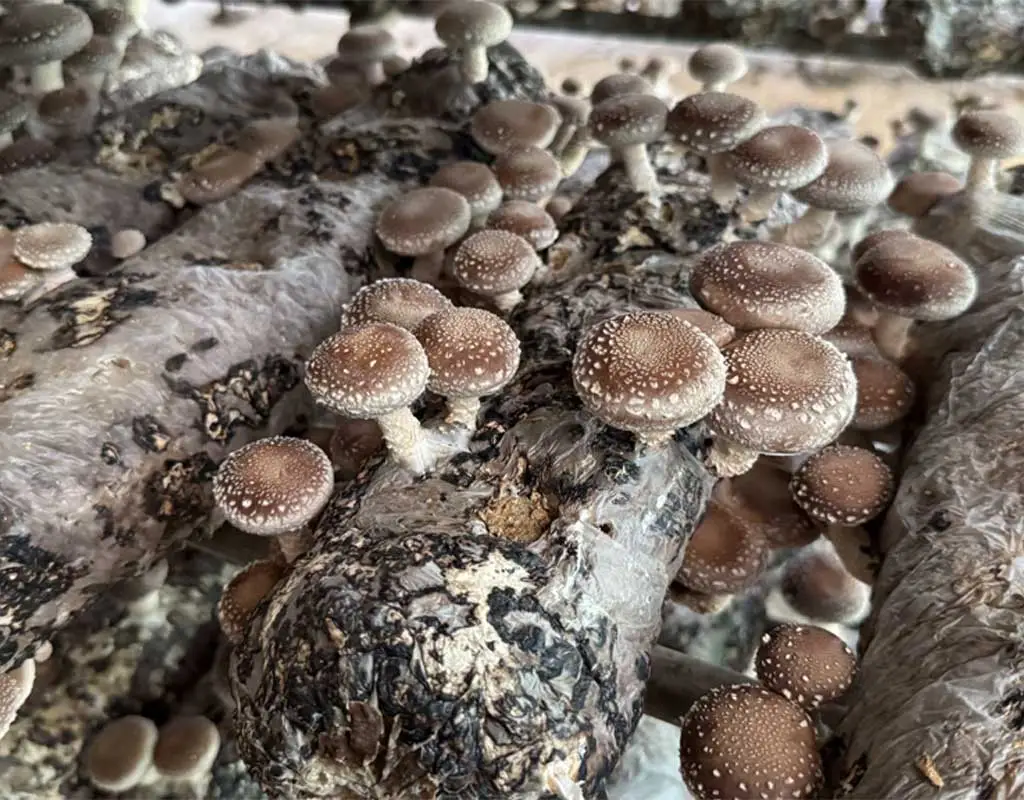 Wild shiitake mushrooms in Sapa Vietnam
